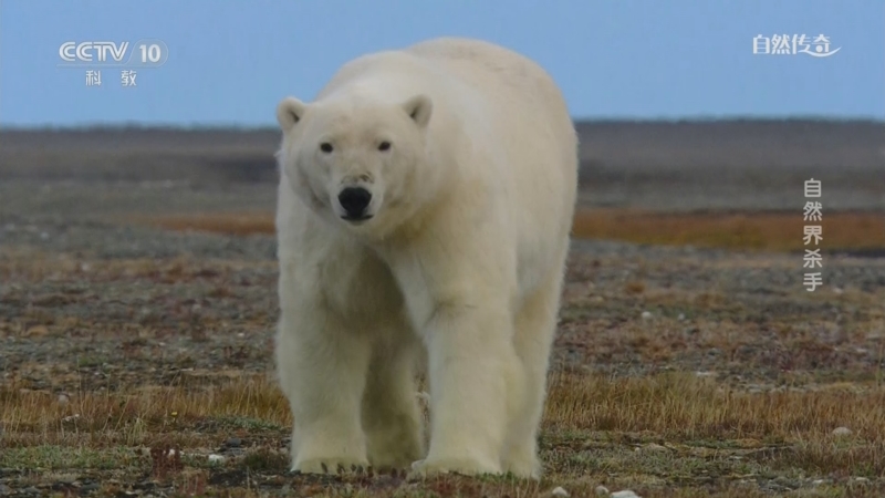 《自然传奇》 20250919 自然界杀手