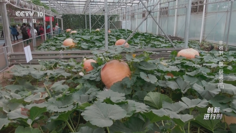 《创新进行时》 20250923 丰收节·“智”获满仓（二）
