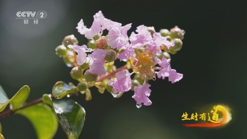 《生财有道》 20250925 民间有高手：盆纳乾坤 指尖生财