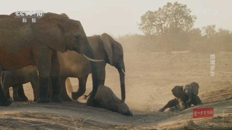 《自然传奇》 20250928 绝境求生