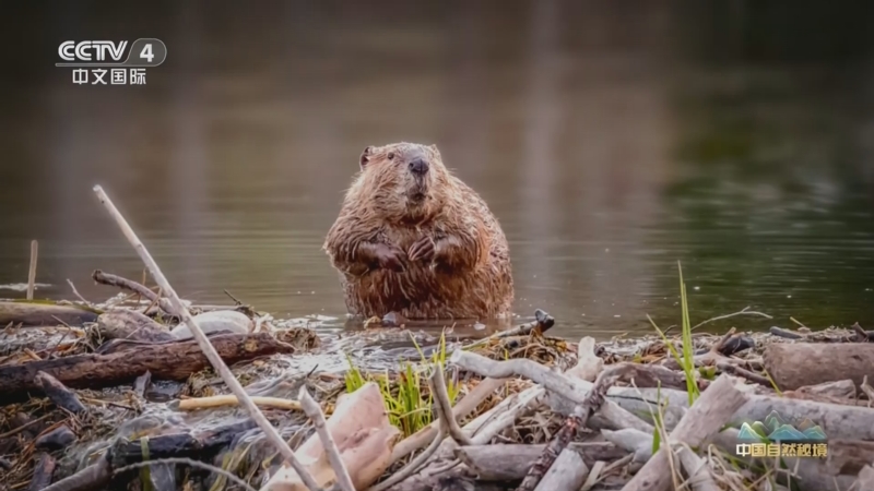 《远方的家》 20251010 中国自然秘境 阿勒泰的自然故事