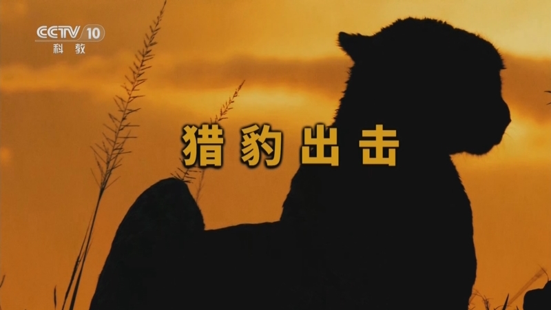《自然传奇》 20251015 猎豹出击