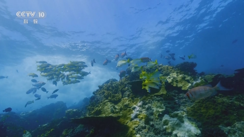 《自然传奇》 20251022 非洲的春夏秋冬 3