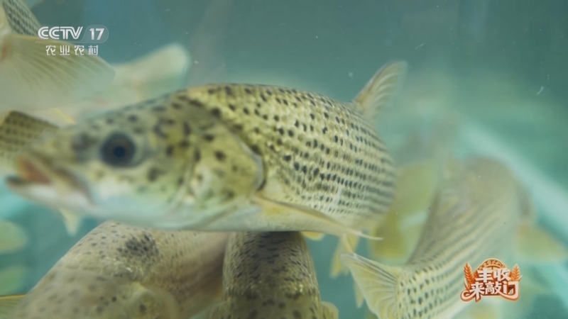 《谁知盘中餐》 20251023 丰收来敲门 喜德山水藏丰味