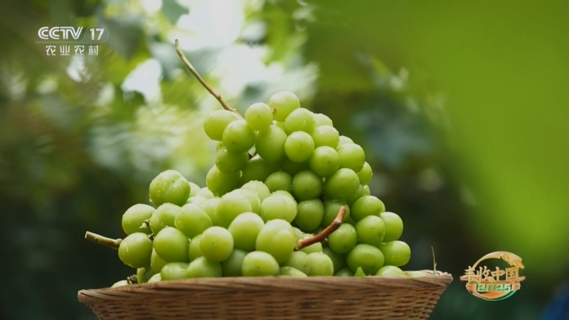 《谁知盘中餐》 20251024 丰收来敲门 甜满金秋的“绿宝石”