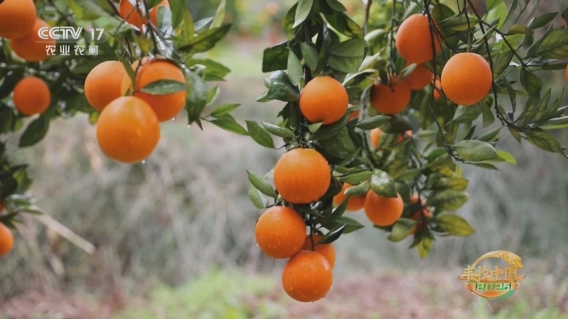 《谁知盘中餐》 20251027 丰收来敲门 瓜果飘香庆丰收