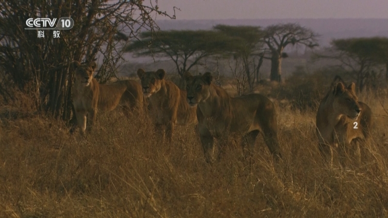 《自然传奇》 20251028 狮子法则 2