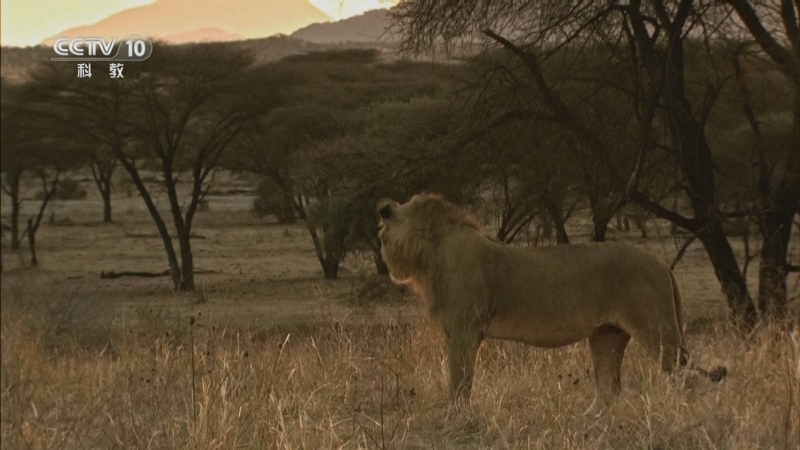 《自然传奇》 20251029 狮子法则 3