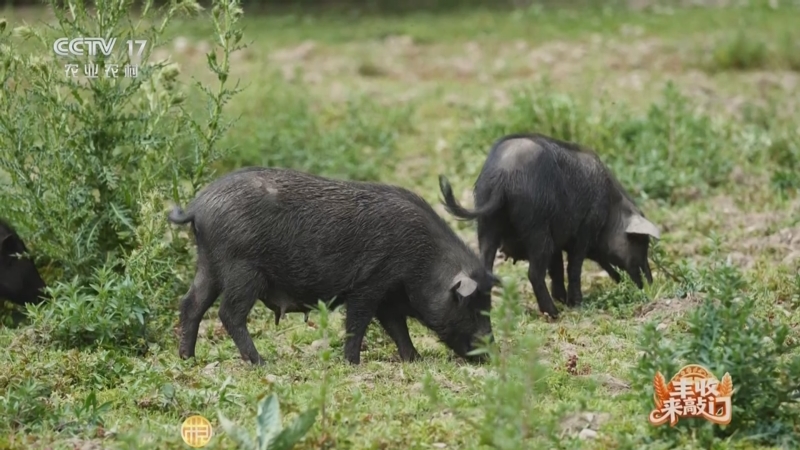 《谁知盘中餐》 20251030 丰收来敲门 土猪飘香庆丰收