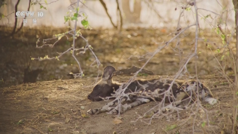 《自然传奇》 20251103 动物的攻击本能