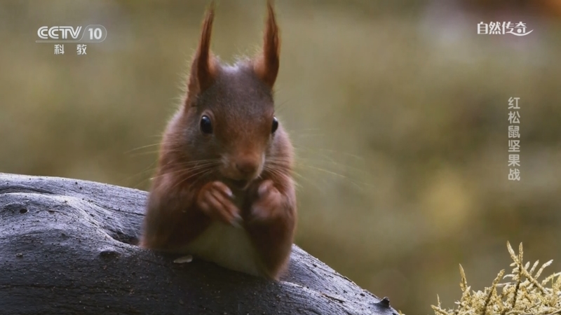 《自然传奇》 20251105 红松鼠坚果战