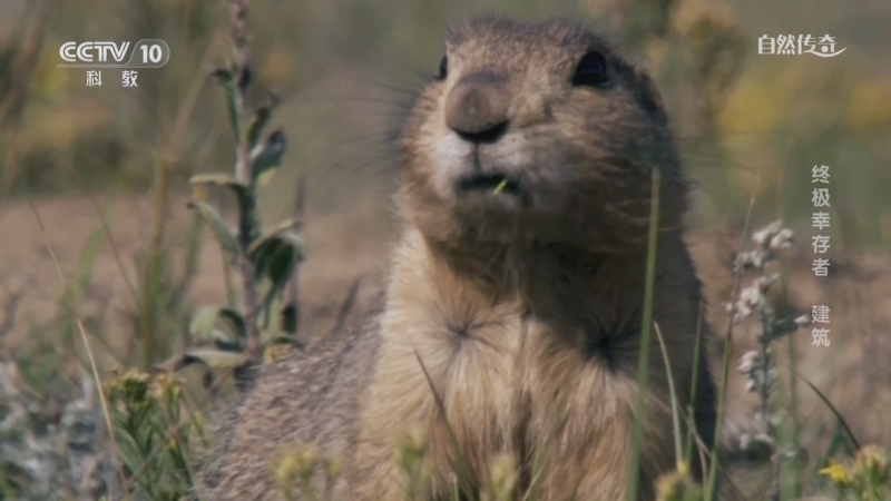 《自然传奇》 20251112 终极幸存者 建筑