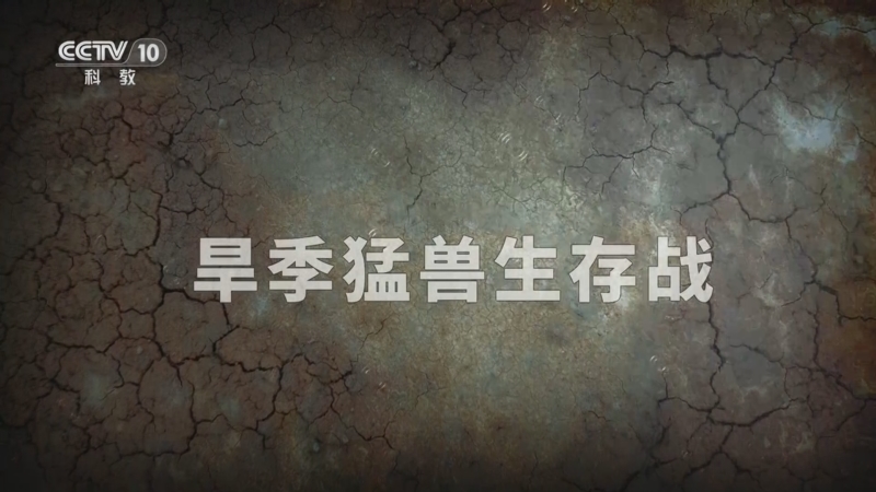 《自然传奇》 20251117 旱季猛兽生存战