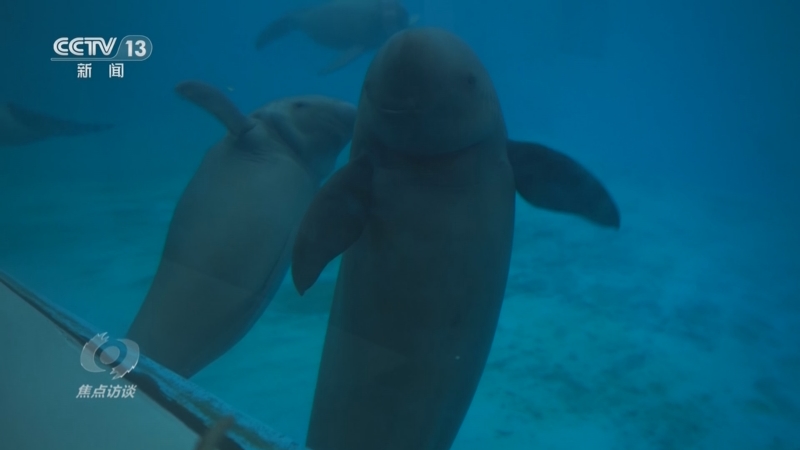 《焦点访谈》 20251118 守护江豚“回家”