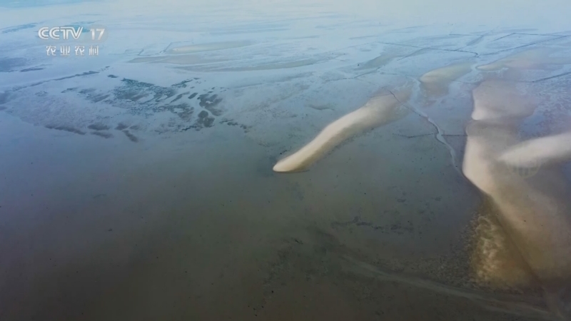 《谁知盘中餐》 20251126 丰收来敲门 品味海中鲜滋味