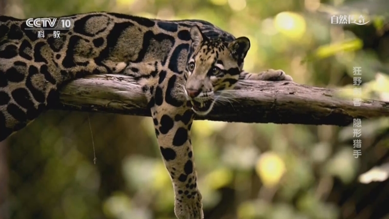 《自然传奇》 20251126 狂野刺客 隐形猎手
