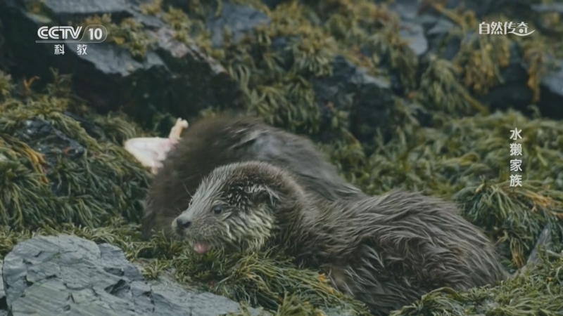 《自然传奇》 20251202 水獭家族