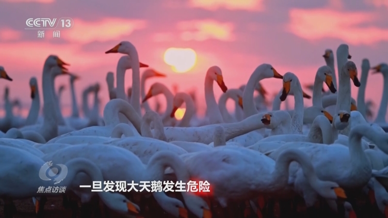 《焦点访谈》 20251205 传递真善美 传播正能量