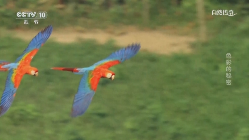 《自然传奇》 20251205 色彩的秘密