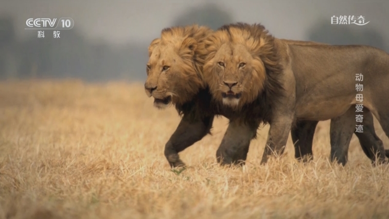 《自然传奇》 20251207 动物母爱奇迹