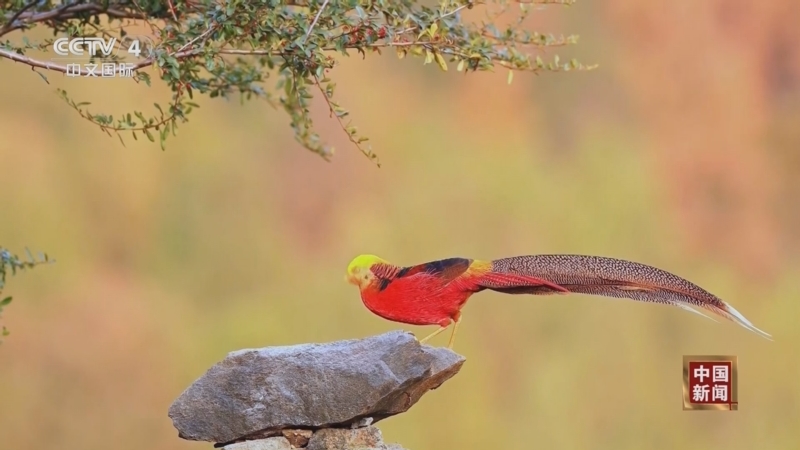 《中国新闻》 20251208 07:00