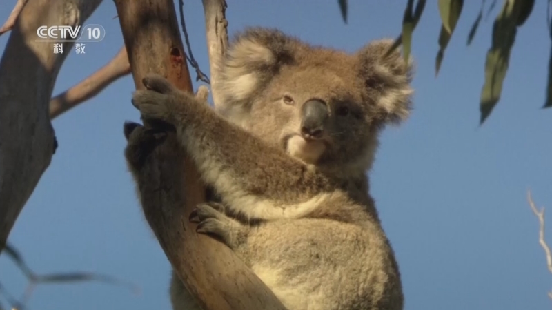 《自然传奇》 20251223 神奇的有袋类动物