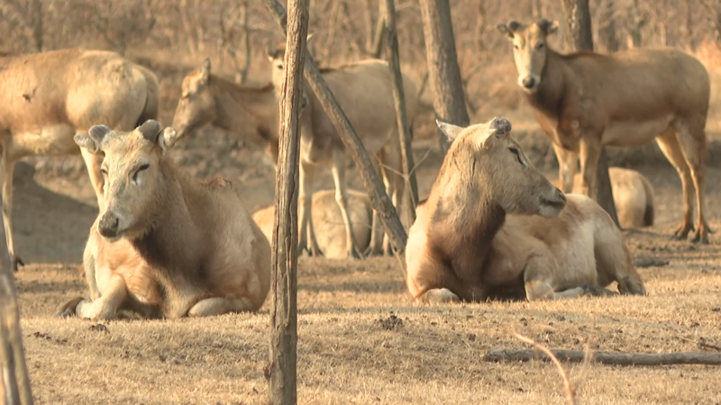 江苏盐城：科学管护助麋鹿温暖过冬