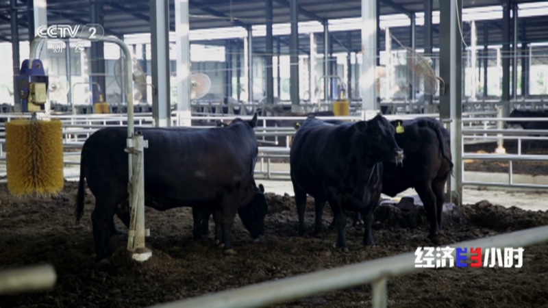 《经济半小时》 20260324 牛肉市场走出谷底