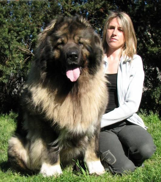 com_mongol home page