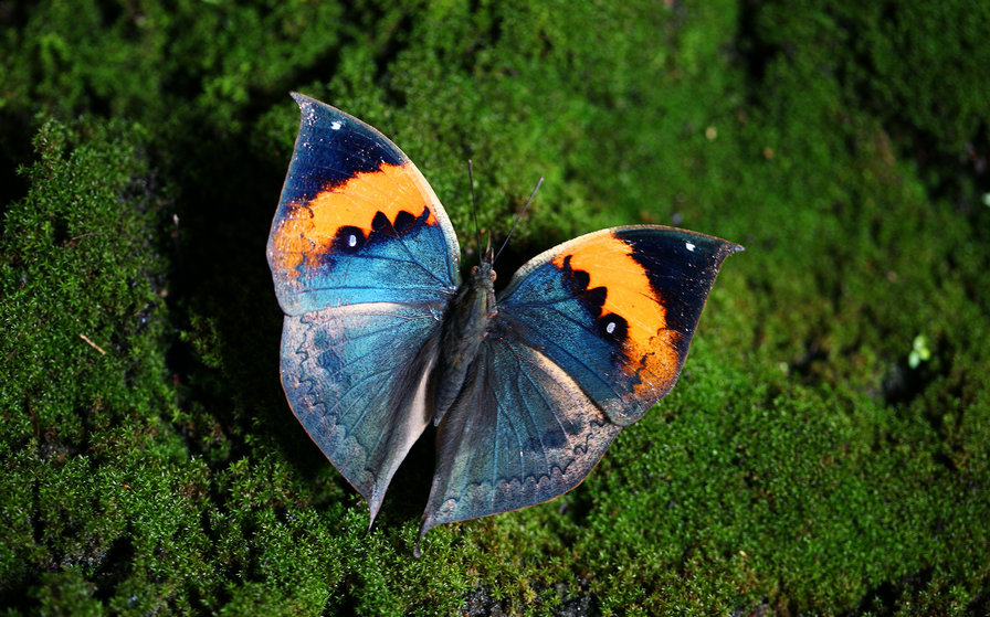 从早期胶片到当今数码累计十多万张底片,拍摄收集贵州境内蝴蝶种类近