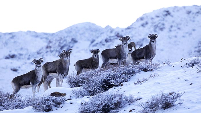 新疆博尔塔拉:盘羊雪地觅食11月27日,一群盘羊在新疆博尔塔拉蒙古自治