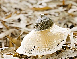 竹梦——生态竹荪种植技术