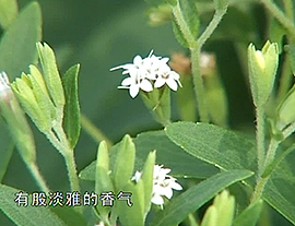 “甜蜜”的植物——甜叶菊