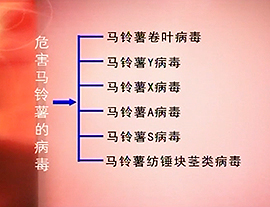 马铃薯的华丽变身——脱毒
