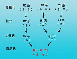 南海黄麻鸡一号的养殖技术