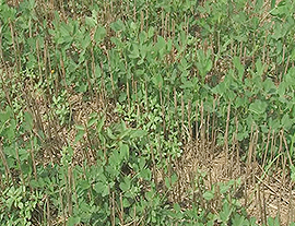 夏直播花生高产栽培技术