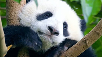 我国明确生物多样性保护“路线图”