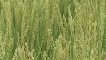 我国科学家破解水稻高温感知机制