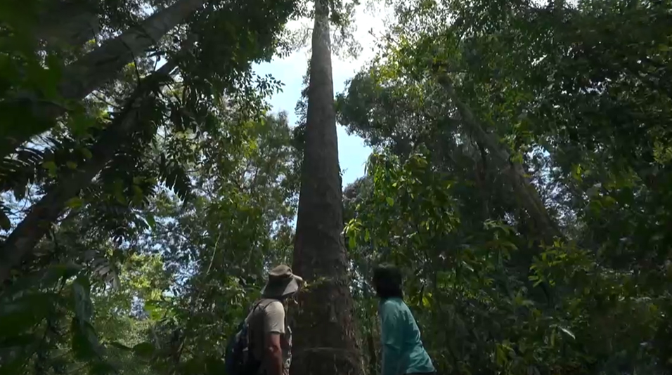 雨林故事 生命密码 古林箐：滇南雨林邂逅“新朋友”