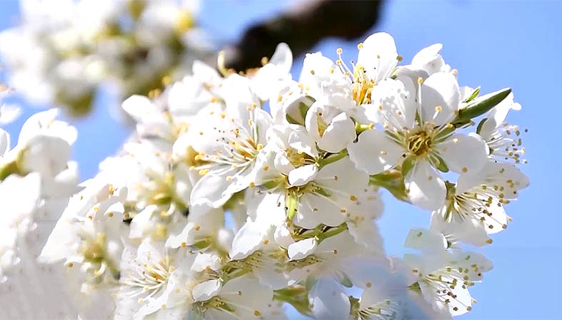 梨花风起近清明 正是春光最盛时