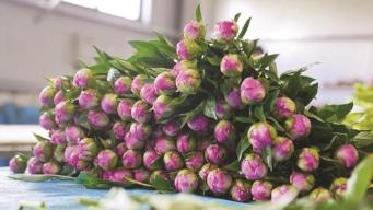 一朵花如何“点亮”乡村？解锁“鲜花经济”新玩法