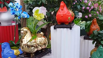 年宵花陆续上市：“五花马”遇到年宵花 年味“马上”来