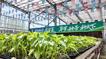 宁夏平罗县：科技赋能育种 农业跑出振兴加速度