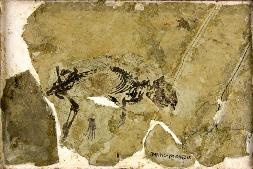 中国辽宁首次发现侏罗纪多瘤齿兽类哺乳动物