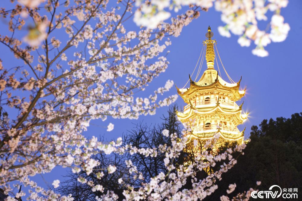 南京鸡鸣寺夜樱烂漫
