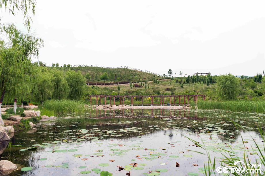 【新时代·幸福美丽新边疆】咬定“青山”不放松 感受青城绿色