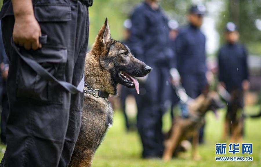 我国首只警用工作克隆犬“昆勋”完成了“上岗培训”