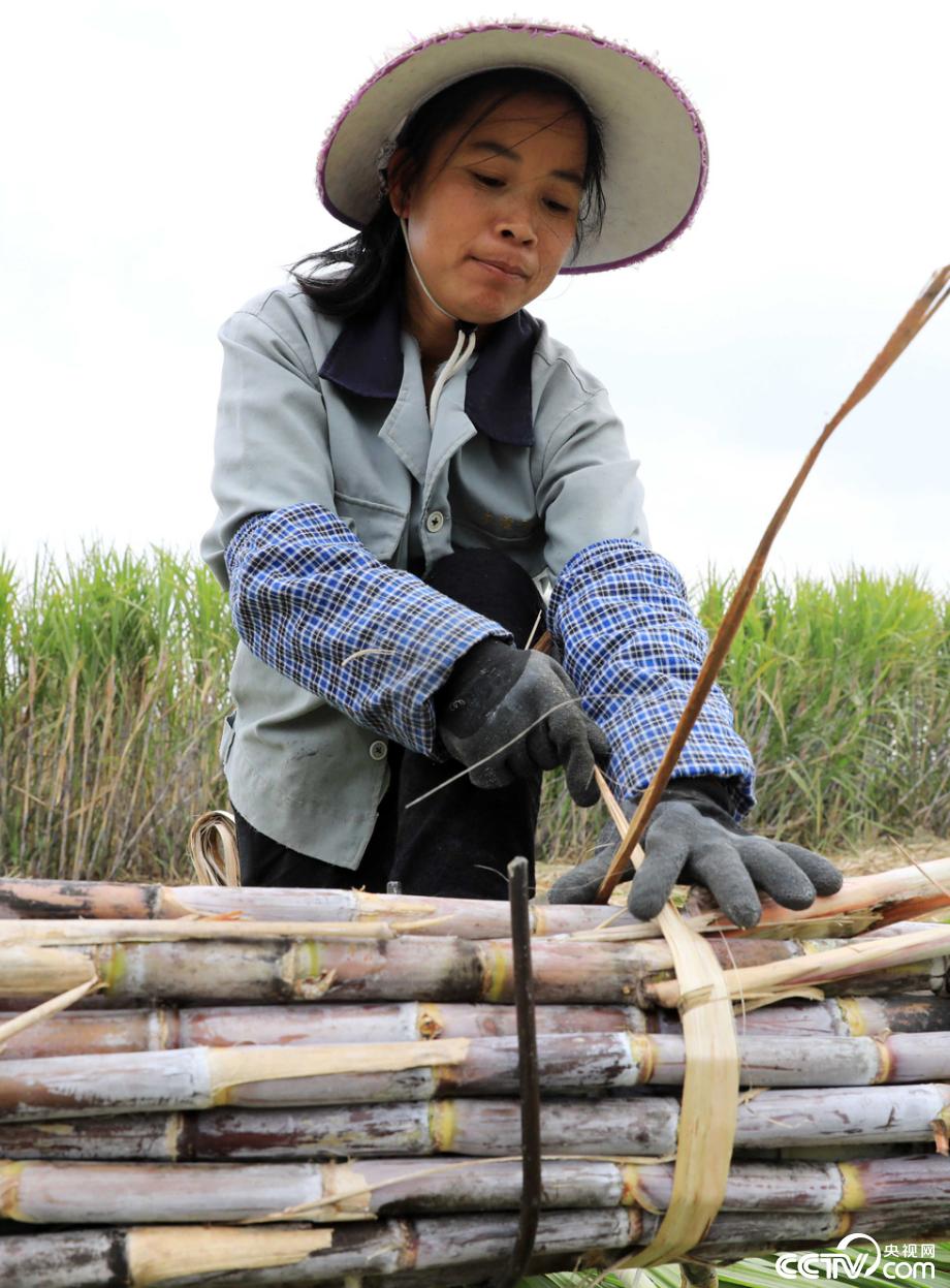 广西柳州市融安县气温逐渐开始降低,当地5万余亩甘蔗进入砍收期,制糖