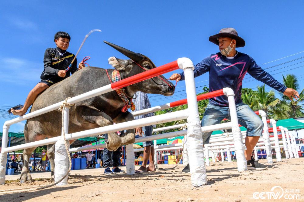 泰国春武里水牛比赛举行选手骑牛狂奔