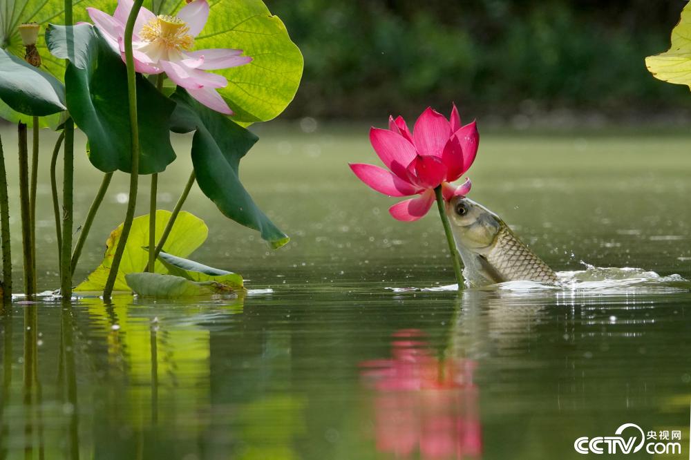石家庄一荷塘现鱼吃花景观